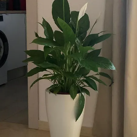 Apartamento El Portil, Pinares